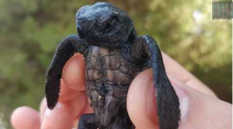 Tiny non ce l'ha fatta: morta la tartaruga neonata ritrovata su una spiaggia di Capitolo